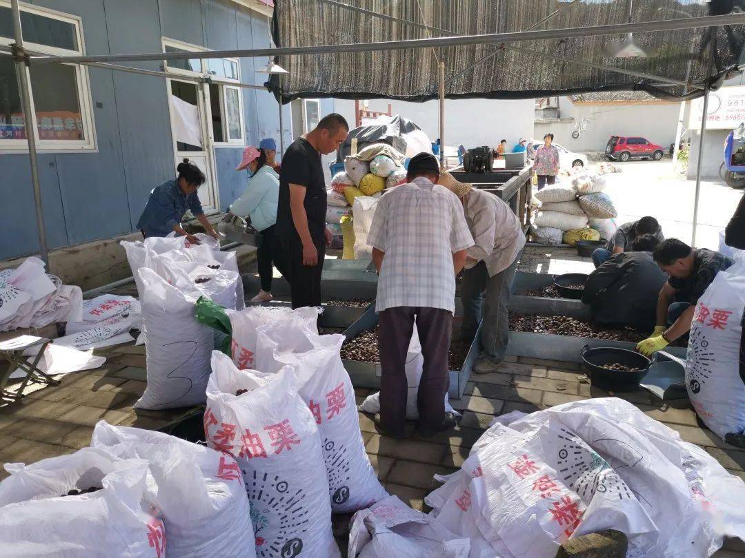 首創(chuàng)集團(tuán)丨農(nóng)民增收 鄉(xiāng)村振興!北京農(nóng)投公司啟動(dòng)對(duì)口幫扶村板栗收購_